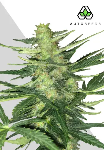 Polar Express Autoflowering Feminised Cannabis Seeds | Auto Seeds