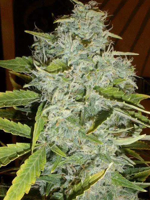 Psychofruit Auto Feminised Cannabis Seeds | Cream Of The Crop