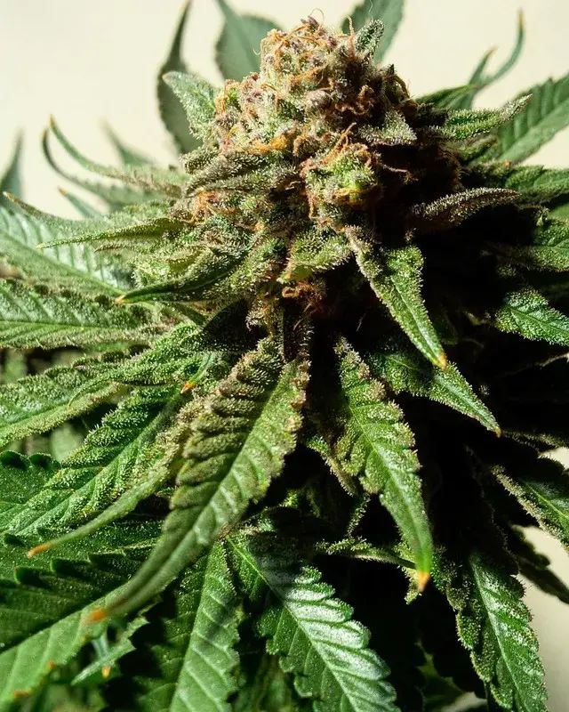 Psychotropic Mass Feminised Canabis Seeds | Critical Mass Collective Seeds