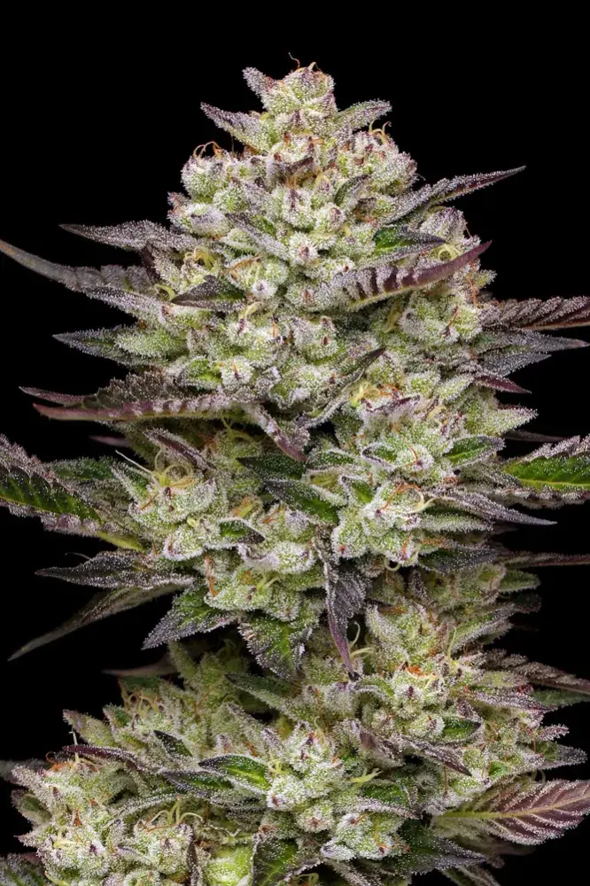 Puff Pastry Feminised Cannabis Seeds - Humboldt Seed Company.