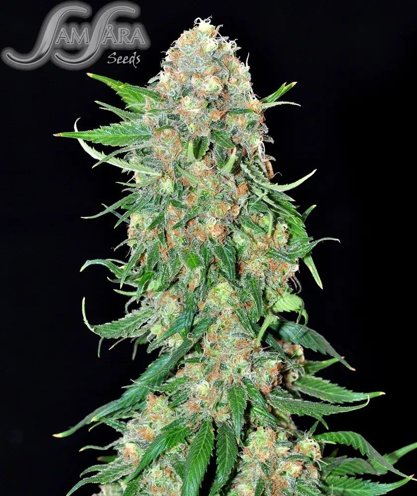 Punky Lion Feminised Cannabis Seeds