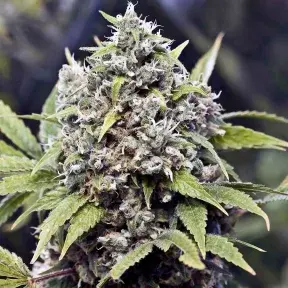 Pure AK Feminised Cannabis Seeds | Female Seeds 