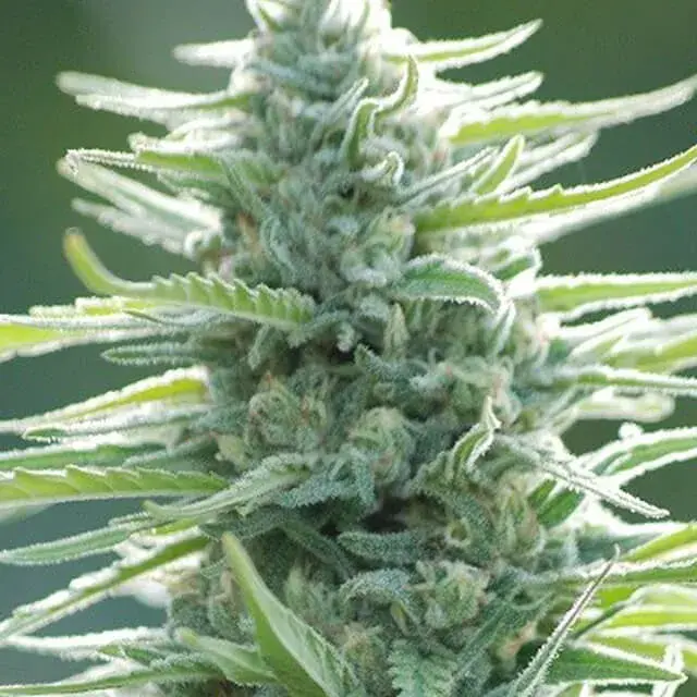 Pure Africa Feminised Cannabis Seeds | Original Sensible Seeds