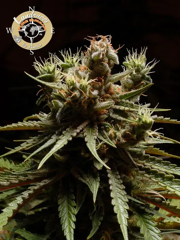 Pure Durban Poison Feminised Cannabis Seeds - Anesia Seeds