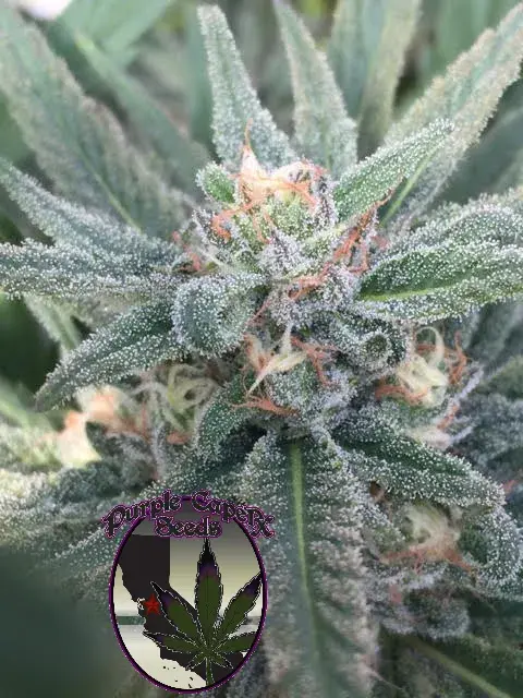 Purple Caper OG Regular Cannabis Seeds | Purple Caper Seeds