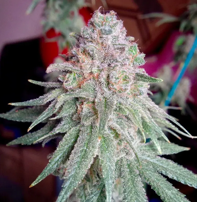 Purple Dawg Mass Feminised Cannabis Seeds | Critical Mass Collective Seeds
