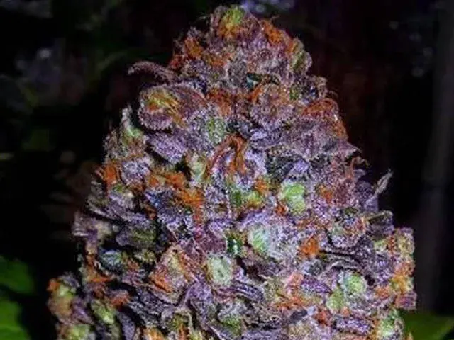 Purple Haze Auto Feminised Cannabis Seeds | Original Sensible Seeds