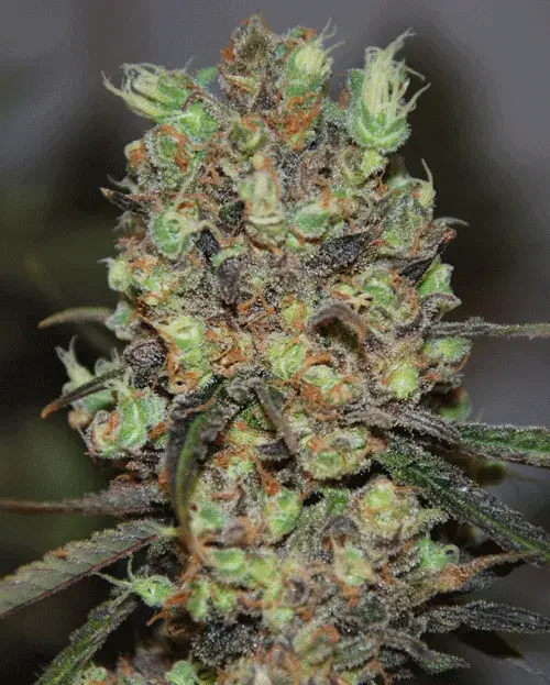 Purple Paralysis Feminised Cannabis Seeds | Cream Of The Crop