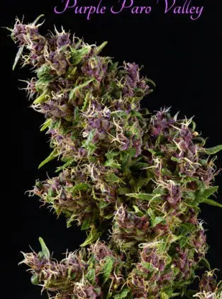 Purple Paro Valley Feminised Cannabis Seeds