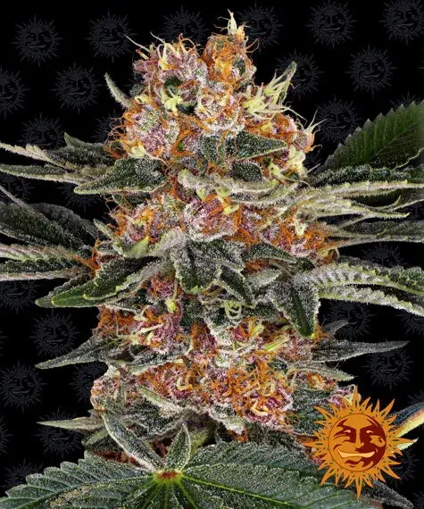 Purple Punch Feminised Cannabis Seeds | Barney's Farm 