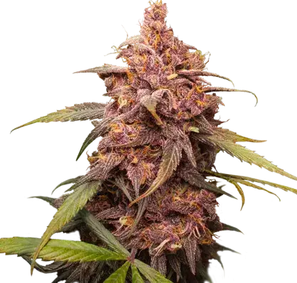 Purple Punch Feminised Cannabis Seeds | Seed Stockers