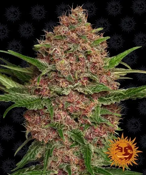 Purple Punch Auto Feminised Cannabis Seeds | Barney's Farm 