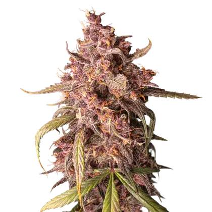 Purple Punch Auto Feminised Cannabis Seeds | Seed Stockers