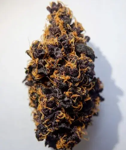 Purple Punch Auto - Tastebudz - Discount Cannabis Seeds