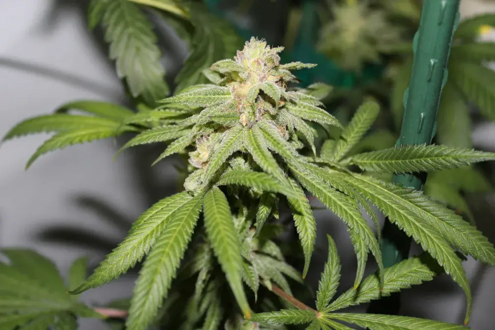 Purple Punch BX Regular Cannabis Seeds | Purple Caper Seeds