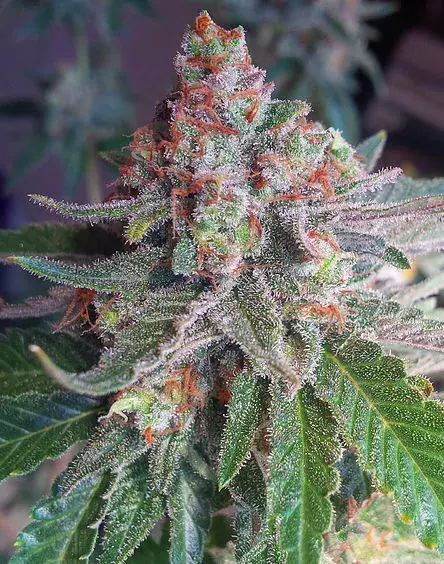 Purple Skunk Mass Feminised Cannabis Seeds | Critical Mass Collective Seeds