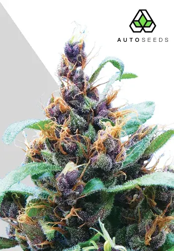 Sweet CBD Autoflowering Feminised Cannabis Seeds | Auto Seeds