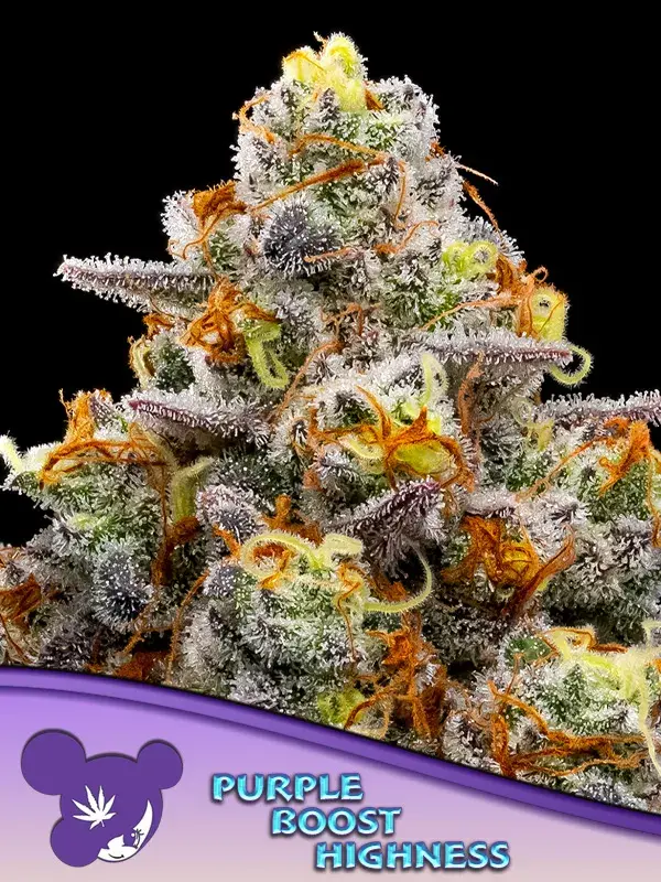 Boost Highness Feminised Cannabis Seeds - Anesia Seeds
