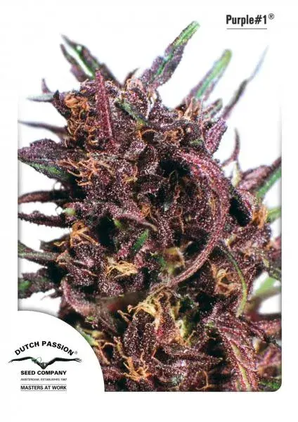 Purple #1 Feminised Cannabis Seeds | Dutch Passion 