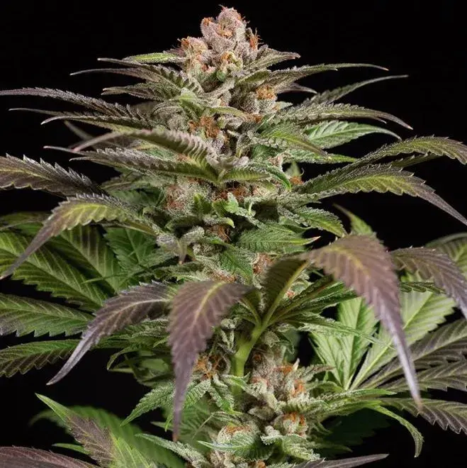Purps #1 Feminised Cannabis Seeds - Dinafem Seeds