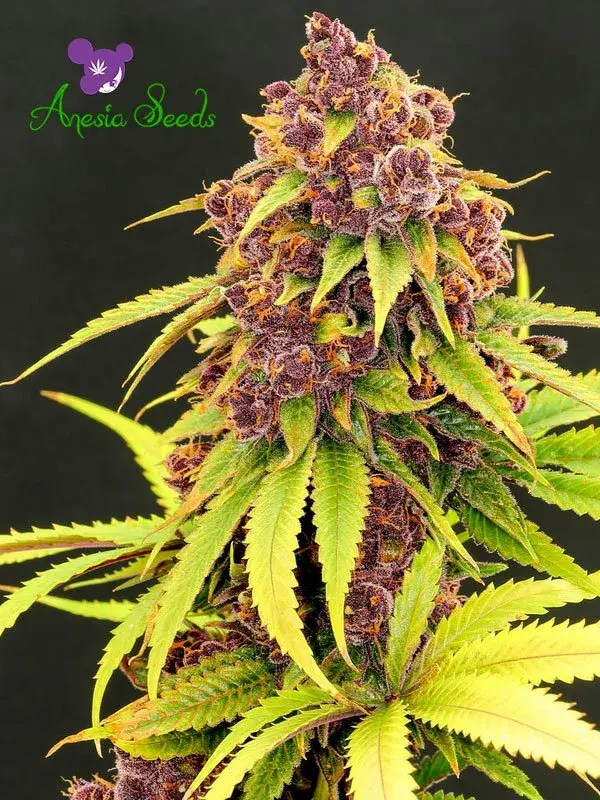 Purps OG Feminised Cannabis Seeds - Anesia Seeds