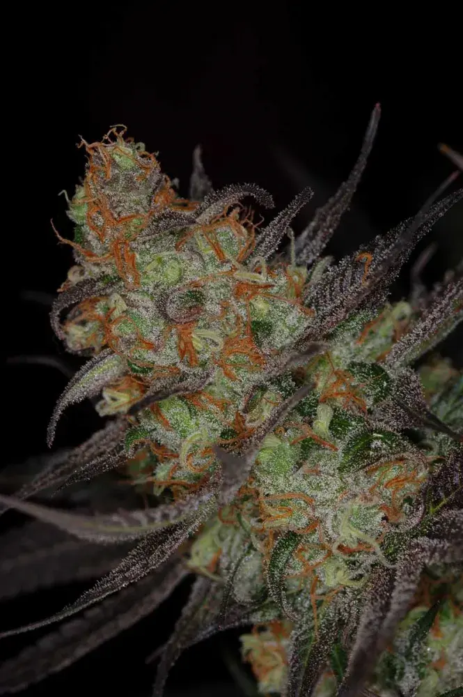 Qleaner Regular Cannabis Seeds | TGA Seeds