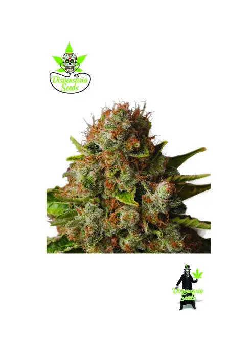 Queen Widow Feminised Cannabis Seeds | Dispensario Seeds