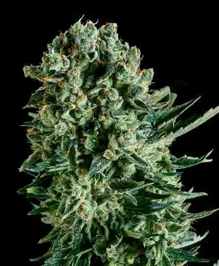 QUEEN MOTHER x SCBDX Feminised Cannnabis Seeds
