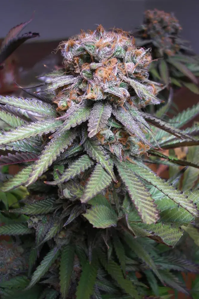 Querkle Regular Cannabis Seeds| TGA Seeds