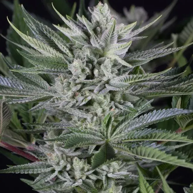 Quick Gorilla Feminised Cannabis Seeds - Dinafem Seeds