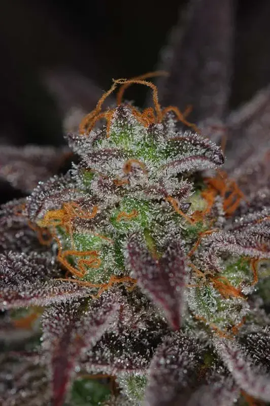 Qush Regular Cannabis Seeds | TGA Seeds