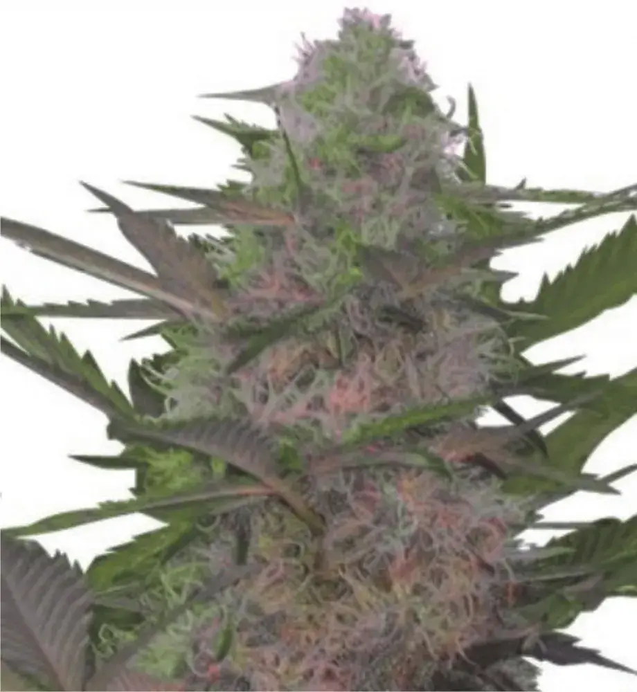 Rehab 47 Feminised Cannabis Seeds | Dispensario Seeds