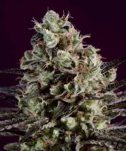 ROYAL PURPLE KUSH x SCBDX Feminised Cannnabis Seeds