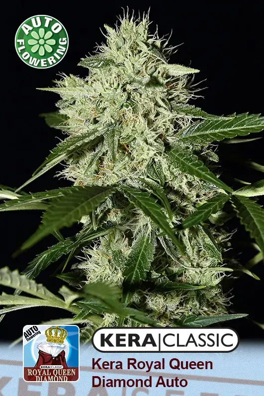 Royal Queen Diamond Auto Feminised Cannabis Seeds | Kera Seeds