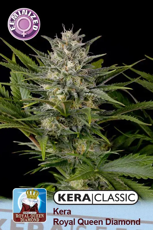 Royal Queen Diamond Feminised Cannabis Seeds | Kera Seeds