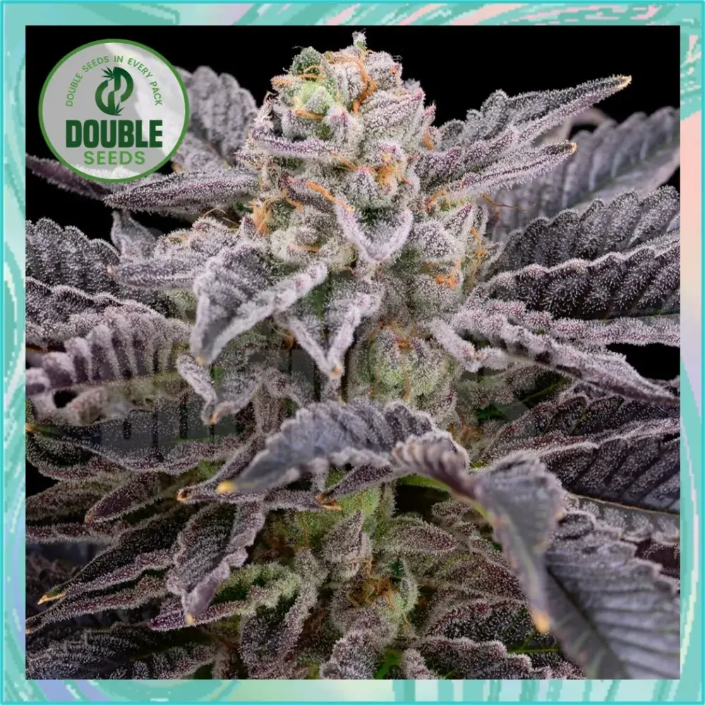 RS11 Cannabis Seeds - Double Seeds.