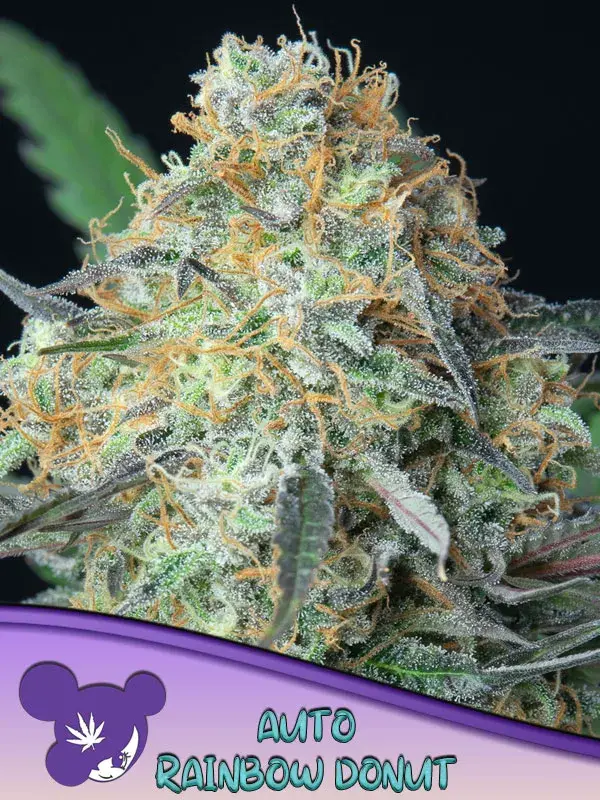 Rainbow Donut Auto Feminised Cannabis Seeds - Anesia Seeds