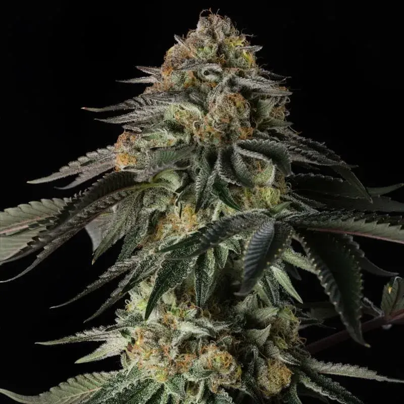 Rainbow Gas Cannabis Seeds - Silent Seeds.