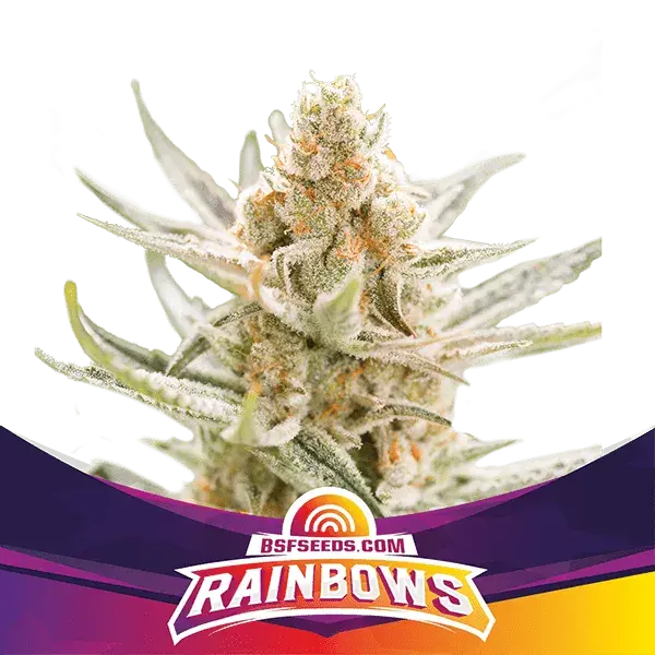 Rainbows XXL Auto Cannabis Seeds - BSF Seeds Feminised Cannabis Seeds - BSF Seeds
