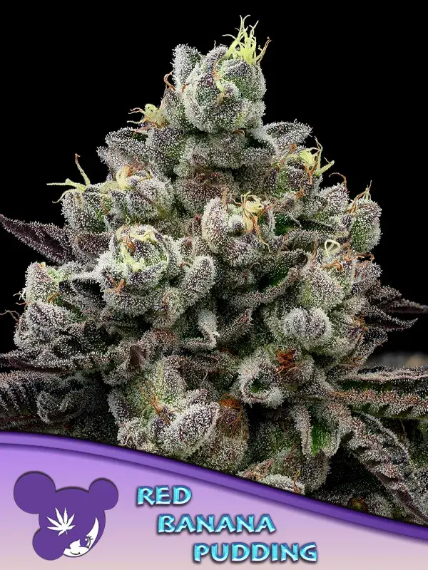 Red Banana Pudding Feminised Cannabis Seeds - Anesia Seeds