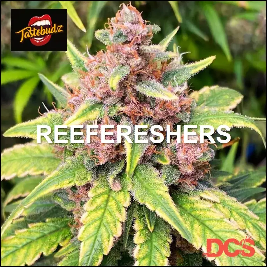 Reefereshers Feminised - Tastebudz