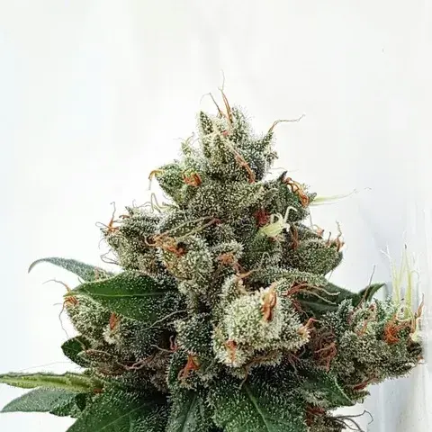 Respect 4 Gorilla Feminised Cannabis Seeds | Expert Seeds