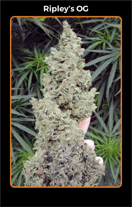 Ripley's OG Auto Feminised Cannabis Seeds