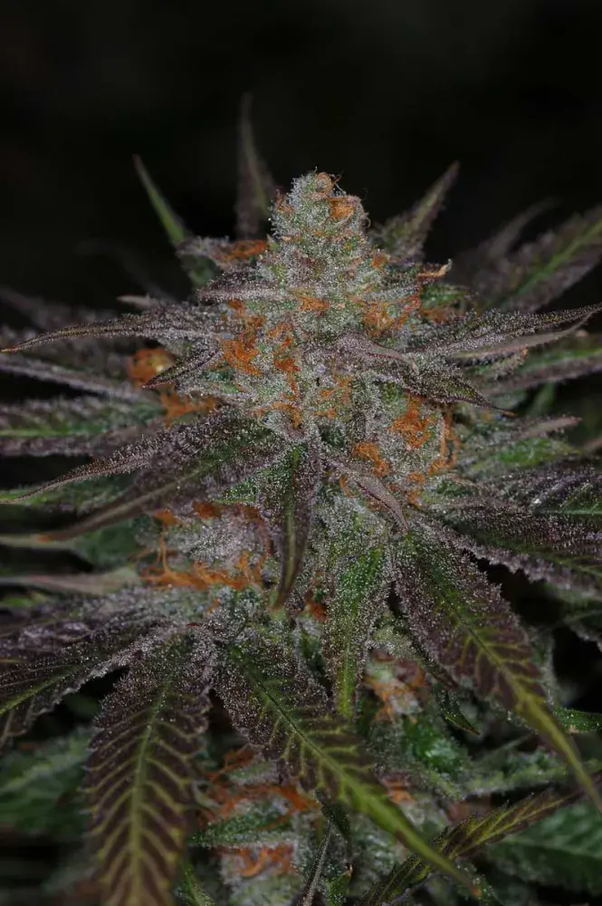 Ripped Bubba Regular Cannabis Seeds | TGA Seeds