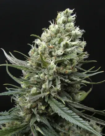 Ripper Haze Feminised Cannabis Seeds