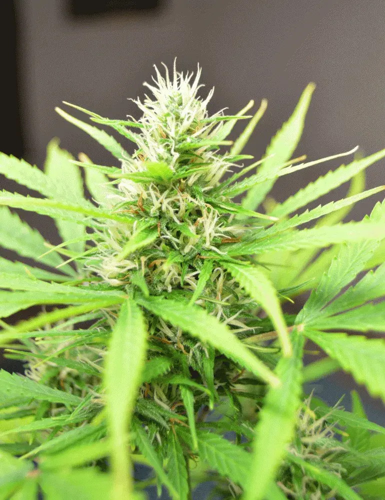 Robocrop Auto Feminised Cannabis Seeds | Cream Of The Crop