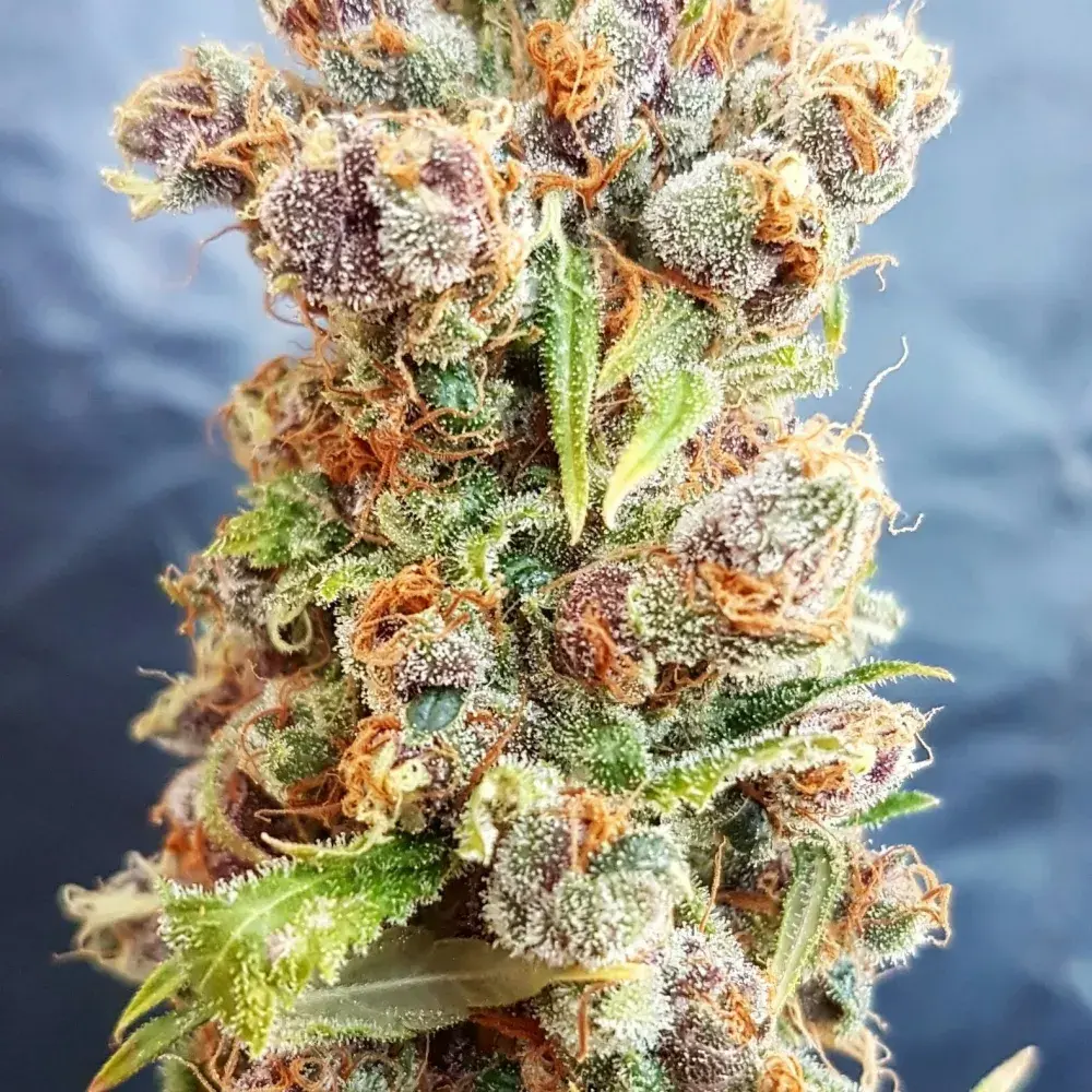 Romberry Regular Cannabis Seeds | Freedom of Seeds