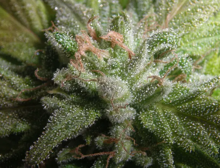 Romulan Hashplant Regular Cannabis Seeds | Next Generation Seeds 
