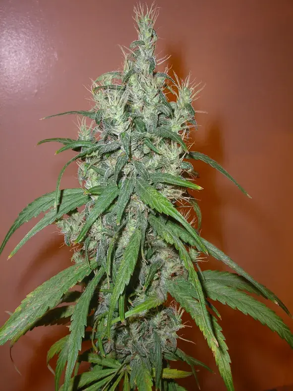 Romulan Haze Regular Cannabis Seeds | Next Generation Seeds  