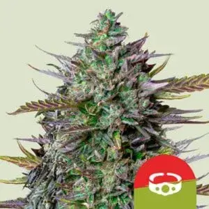 Royal Queen x TYSON GOATlato Auto  Feminised Cannabis Seeds | Royal Queen Seeds